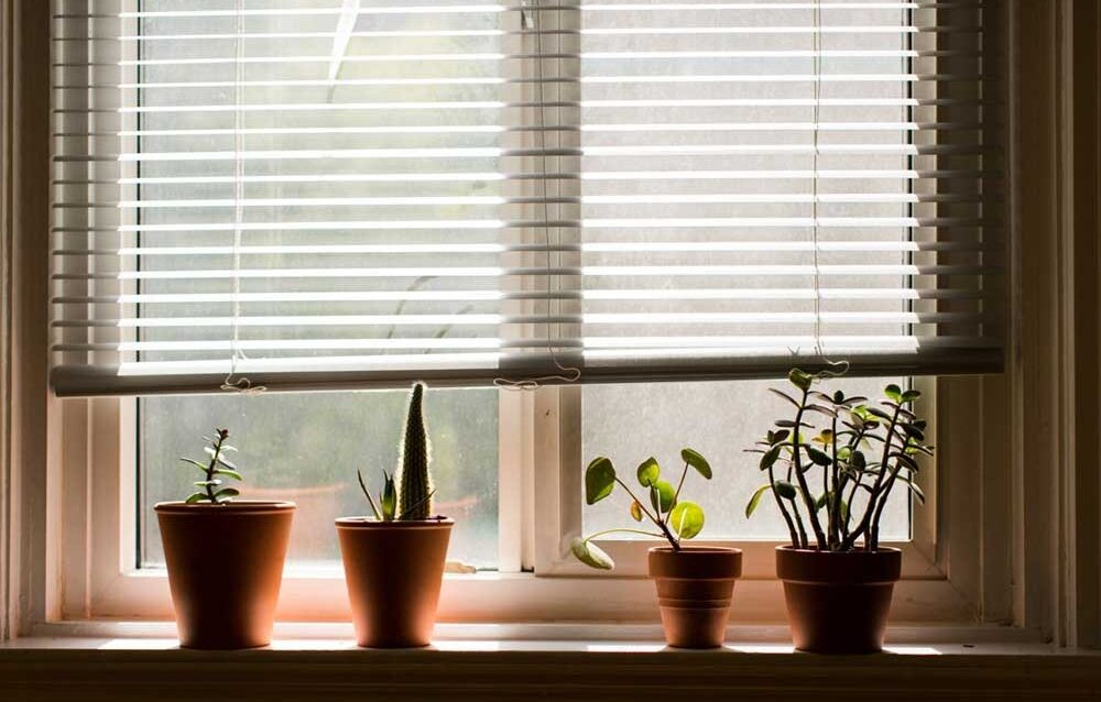 3 Indoor window blinds by Shades & Shutters enhancing natural light and privacy in modern Perth homes with stylish potted plants on the windowsill